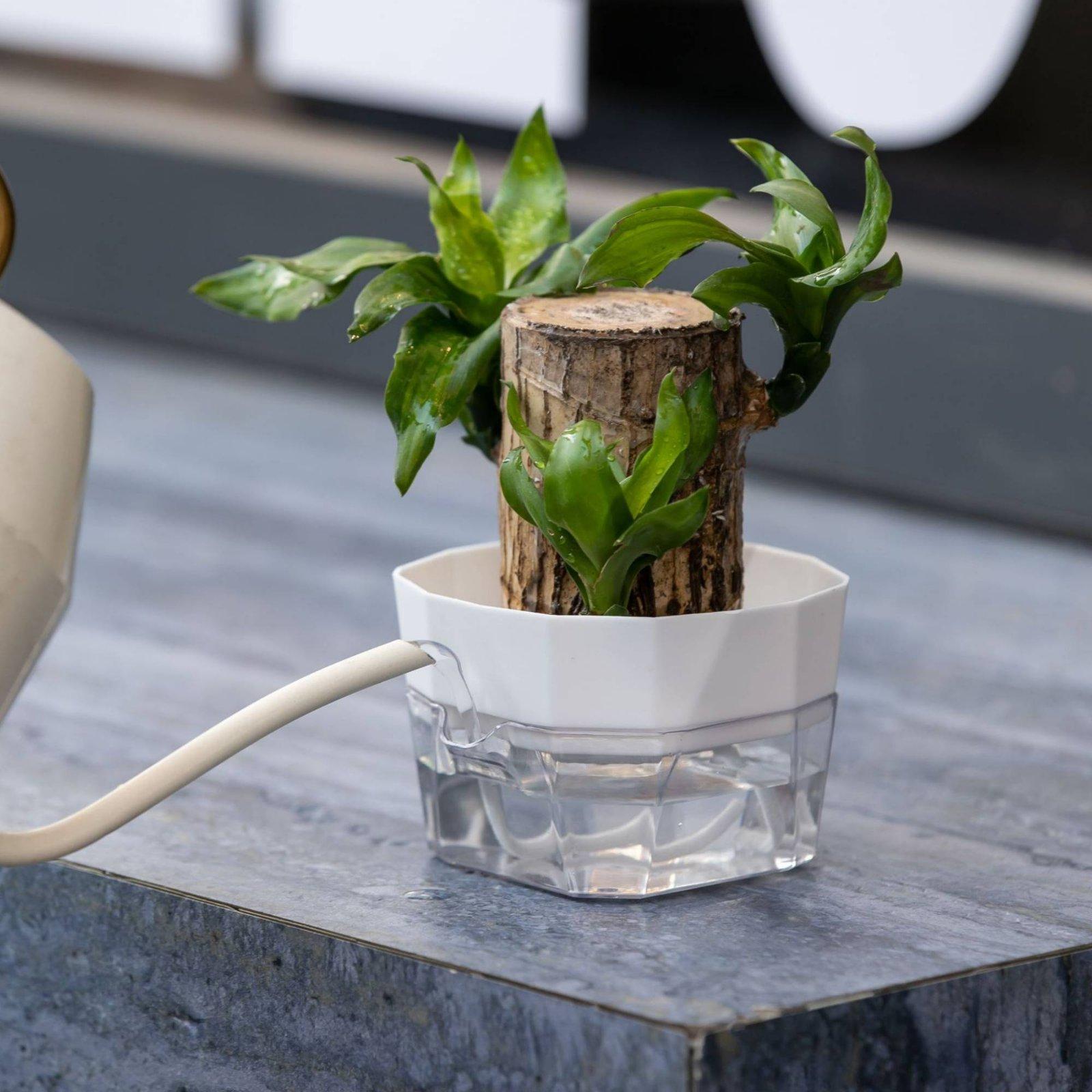 수경재배 화병 2단 자동 급수 화분 투명 PET 재질  - Vase Decor 리뷰 및 가격